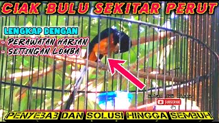 Akhirnya Ketemupenyebab Dan Mengatasi Murai Batu Cabut Bulu Perut Jamin Sembuh Dan Siap Lomba