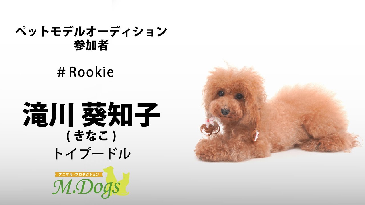 ペットモデル 宣材写真撮影会 Rookie 滝川 葵知子 たきがわ きなこ トイプードル Youtube
