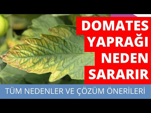 Video: Domates Gri Yaprak Lekesi Nedir - Domates Gri Yaprak Lekesinin Tedavisi Hakkında Bilgi Edinin