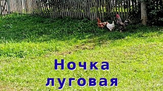 "Ночка луговая" песня под гармонь