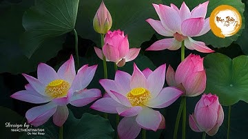 Nhạc Thiền Tĩnh Tâm Mới Nhất -  Nghe Để Xóa Đi Muộn Phiền - Ưu Tư Trong Cuộc Sống