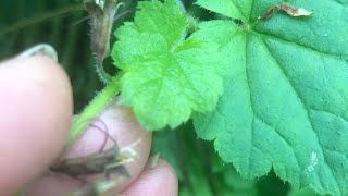 Piggyback Plant