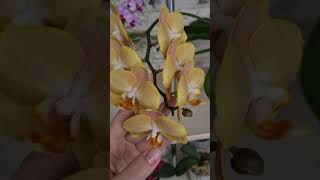 Синхронное цветение орхидей в групповой посадке. Phal. Brion желтое солнышко)