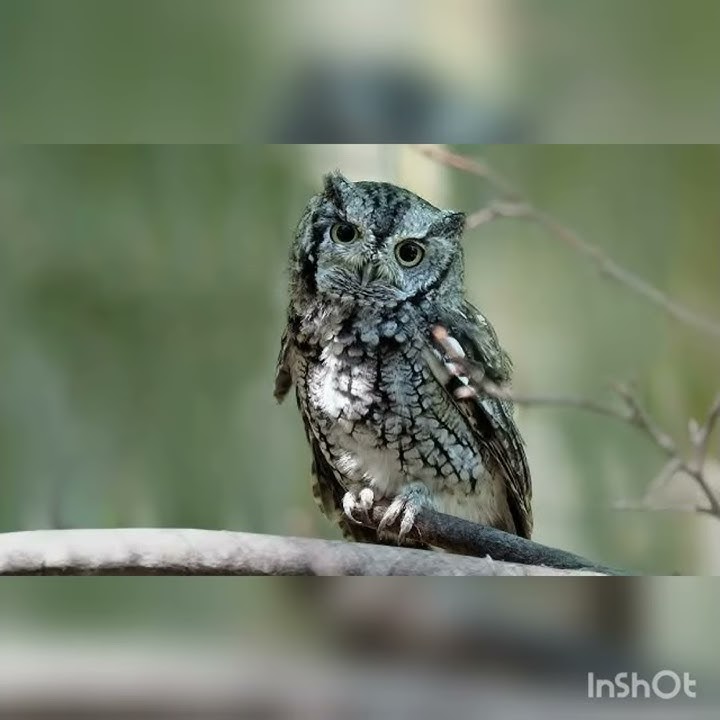 Story wa burung hantu