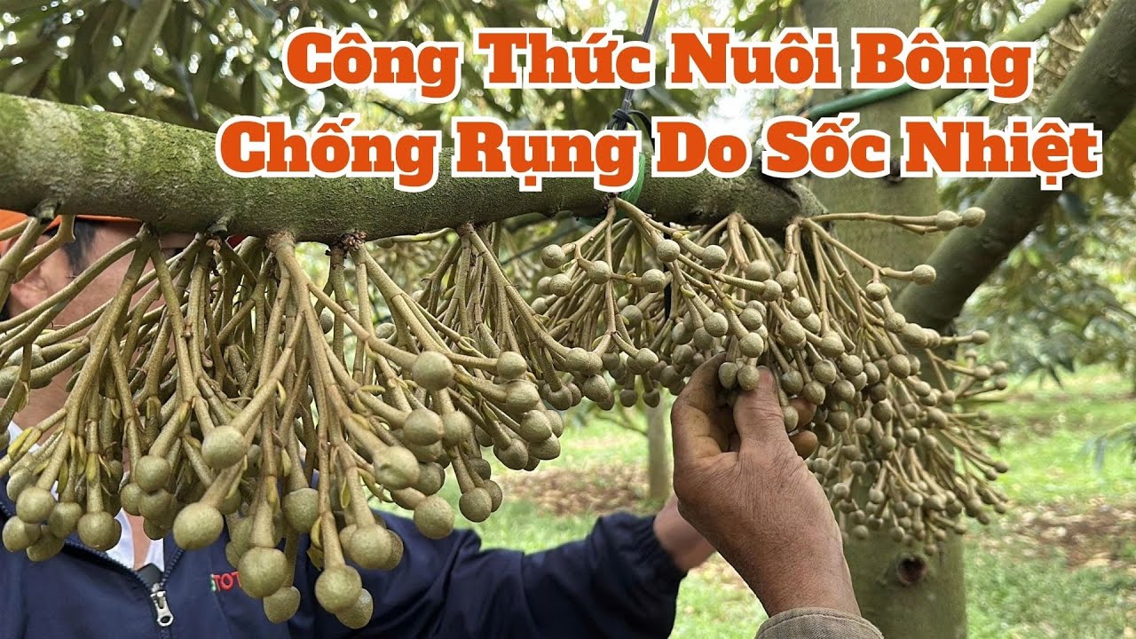 Chuyên Mục: Vườn Nói - 3 TỐT Lan Toả| Công Thức Dưỡng Bông Chống Sốc Nhiệt Khi Gặp Thời Tiết Bất Lợi