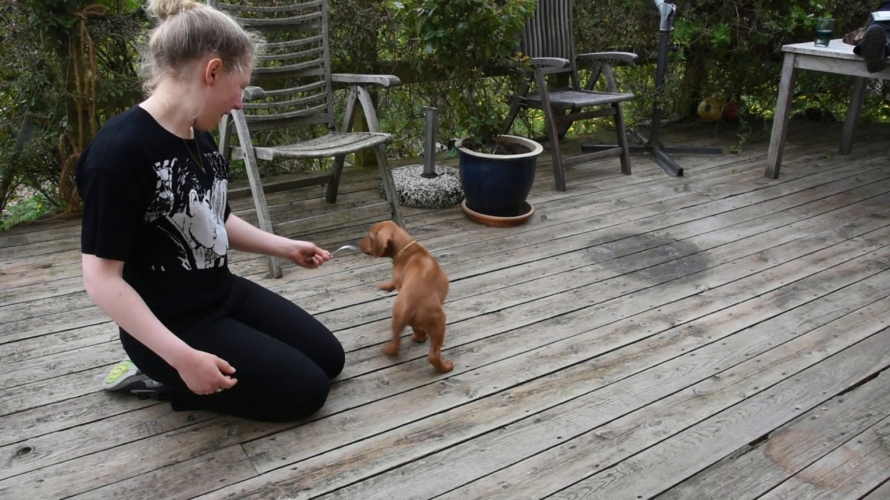 wendy-volhard-s-puppy-aptitude-test-alpha-instincts-dog-training