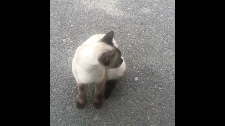 Watch the video about Funny Cat