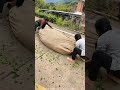 Satisfying Tea Leaf Rolling Process
