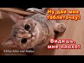 Ну дай таблетку! Видишь - мне плохо!