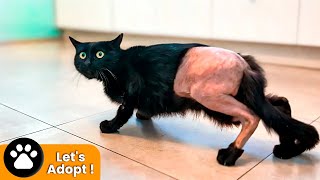 Meet Cosmo! We Saved His Leg! by Viktor Larkhill 5,515 views 2 days ago 8 minutes, 58 seconds