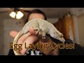 How often do CRESTED GECKOS lay eggs?