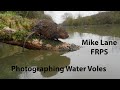 Photographing Water voles