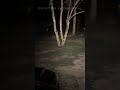 Presencia Extraña en el Bosque Paranormal