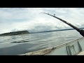 Ling Cod Puget Sound  6 13 2020 On live herring .