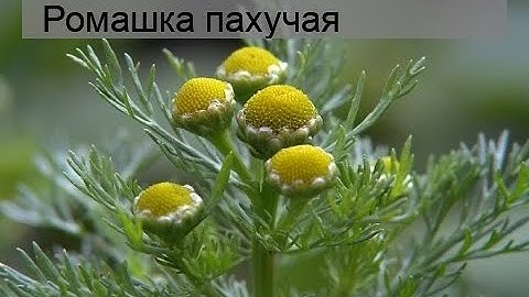 Ромашка пахучая