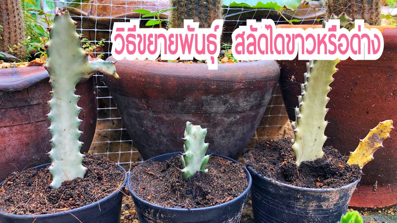 วิธีขยายพันธ์ุ สลัดได Euphorbia trigona |ยูโฟเบีย ไตรโกนา