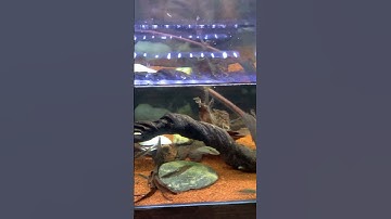 Hồ Cá Bã Trầu Thanh Ngọc cộng đồng - Thái Salem