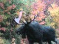 Moose calling 2010 big bulls