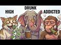 Animals That Get High in the Wild (And Why It Happens)