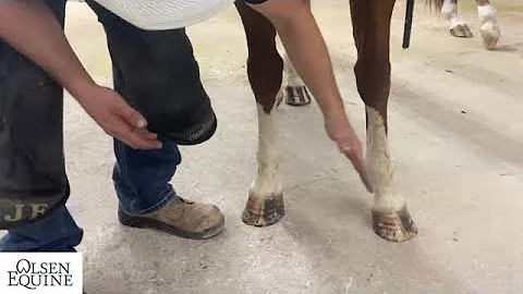 AMAZING!!!   Happy Horse's come from Happy Hooves!...