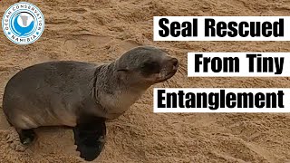 Seal Rescued From Tiny Entanglement