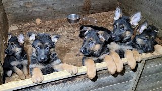 The kids are hungry. Cute quick German Shepherd puppies 2 months old. Soon the children will eat. by МИЛЫЕ ПИТОМЦЫ CUTE PETS 821 views 4 months ago 51 seconds