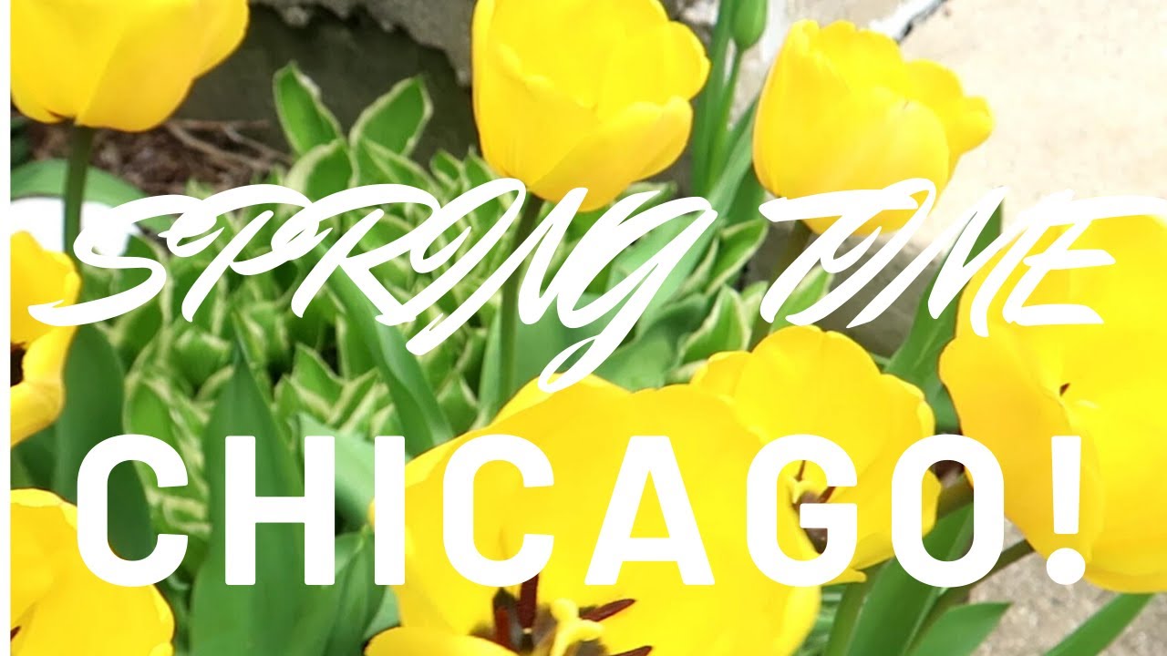 SPRING TIME IN CHICAGO 2020 YouTube SPRING TIME IN CHICAGO 2020 YouTube