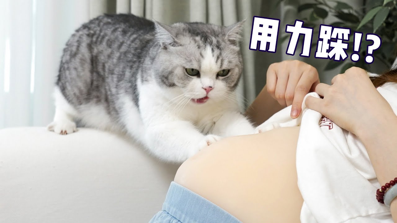 猫：报告母星，发现人类的幼崽！潜在威胁值99％！｜花花与三猫 Cat Live