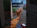 Bribery Doesn T Work On Foxes Animal Fox Foxes Redfox Wildfox Wildlife Cute Bribery Doesn T Work On Foxes Animal Fox Foxes Redfox Wildfox Wildlife Cute