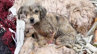 หมาเล็กที่มีรูมีทั้งตัวถูกทิ้งในกองซากปรักหัก แต่คู่รักนี้ได้ใช้ความห่วงใยและดูแลเพื่อชีวิตใหม่ได้