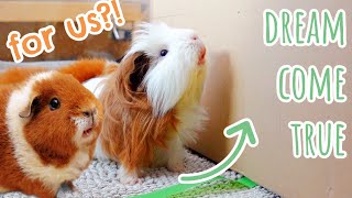 I Bought My Guinea Pigs Everything They Asked For