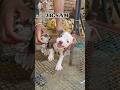 Kale Kapde Daku Lag Rahe рџђ Dogshorts Pigeonshort Pigeonlover Americanbully Pitbull Kale Kapde Daku Lag Rahe рџђ Dogshorts Pigeonshort Pigeonlover Americanbully Pitbull
