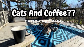 XXL And Lazy Floofs | Catio Chat Vlog #cats #pets #animals #catvideo