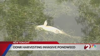 Nuisance Aquatic Species In Indian Lake Being Removed