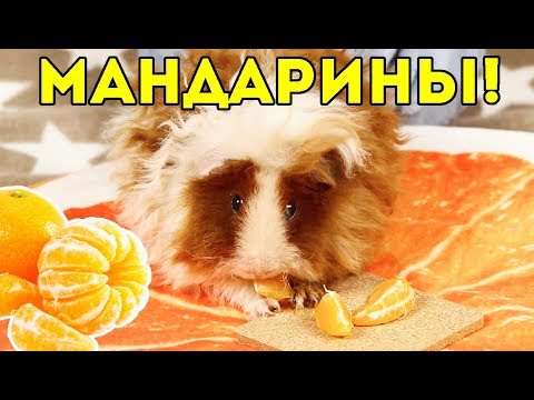 МОРСКИЕ СВИНКИ И МАНДАРИНЫ / SvinkiShow