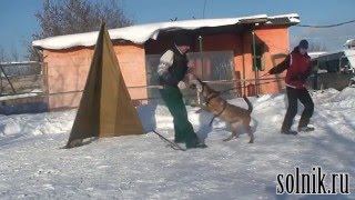 Бельгийская овчарка. Малинуа. Питомник от Сольника. Дрессировка собак. Бельгийская овчарка. Малинуа. Питомник от Сольника. Дрессировка собак.