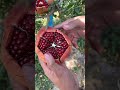 Ripe pomegranate peeling