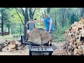 Splitting BIG Firewood - Last of the Titans - with @Wolfe Ridge MFG Log Splitter