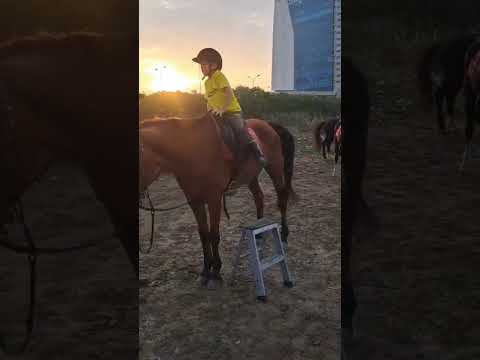 شباب البومب13      يوميات ترند حصان