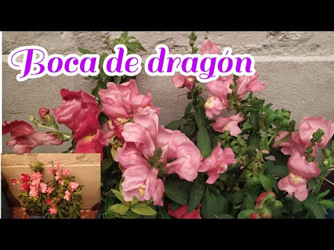 Video: Boca De Dragón En Un Macizo De Flores