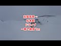 積雪1m4WDハイエース勝利！まるで除雪車‼長野ドライブ・ホテルラ・フォーレ志賀→松本駅ドライブ