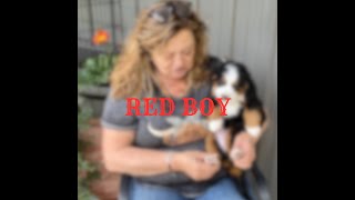 Red Boy from Jasmine's Litter!