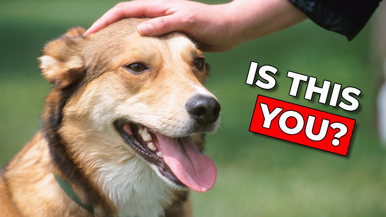 10 Signs Your Dog Has Completely Imprinted Onto You - YouTube