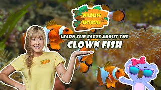 Clown Fish Facts
