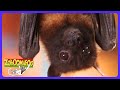 Zoboomafoo - ¡Zoboo quiere volar! | TV Niños | WildBrain Casa de Juegos