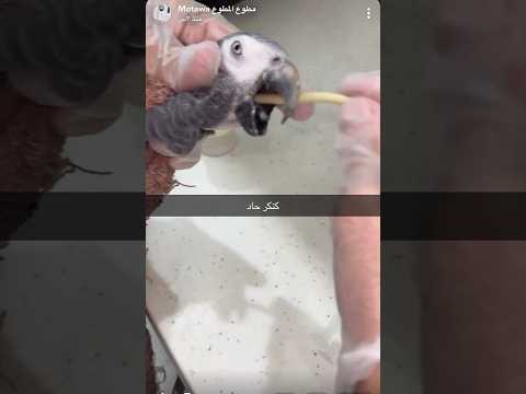 ببغاء أيام ماياكل ومسيف ضعيف ومليان كنكر