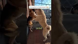 ทำไมจ่าฝูงจึงมีความสำคัญในกลุ่มสุนัข 🐶👑#dog #doglife #interesting #animals screenshot 2