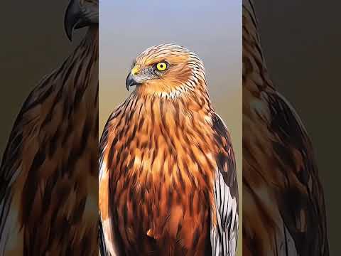 كريستيانو رونالدو المقصية ضد يوفنتوس  اليورو   ريالمدريدومانشسترسيتي