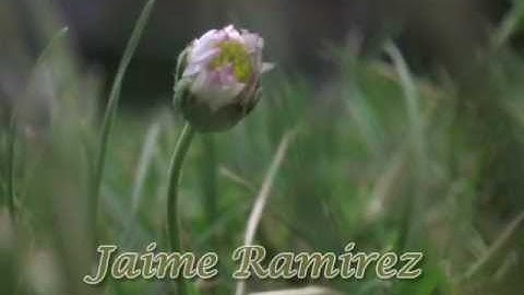 Jaime Ramirez - Video Reel