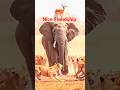 Very nice Frendship 👌🥰#shorts #youtubeshorts #elephant #animals